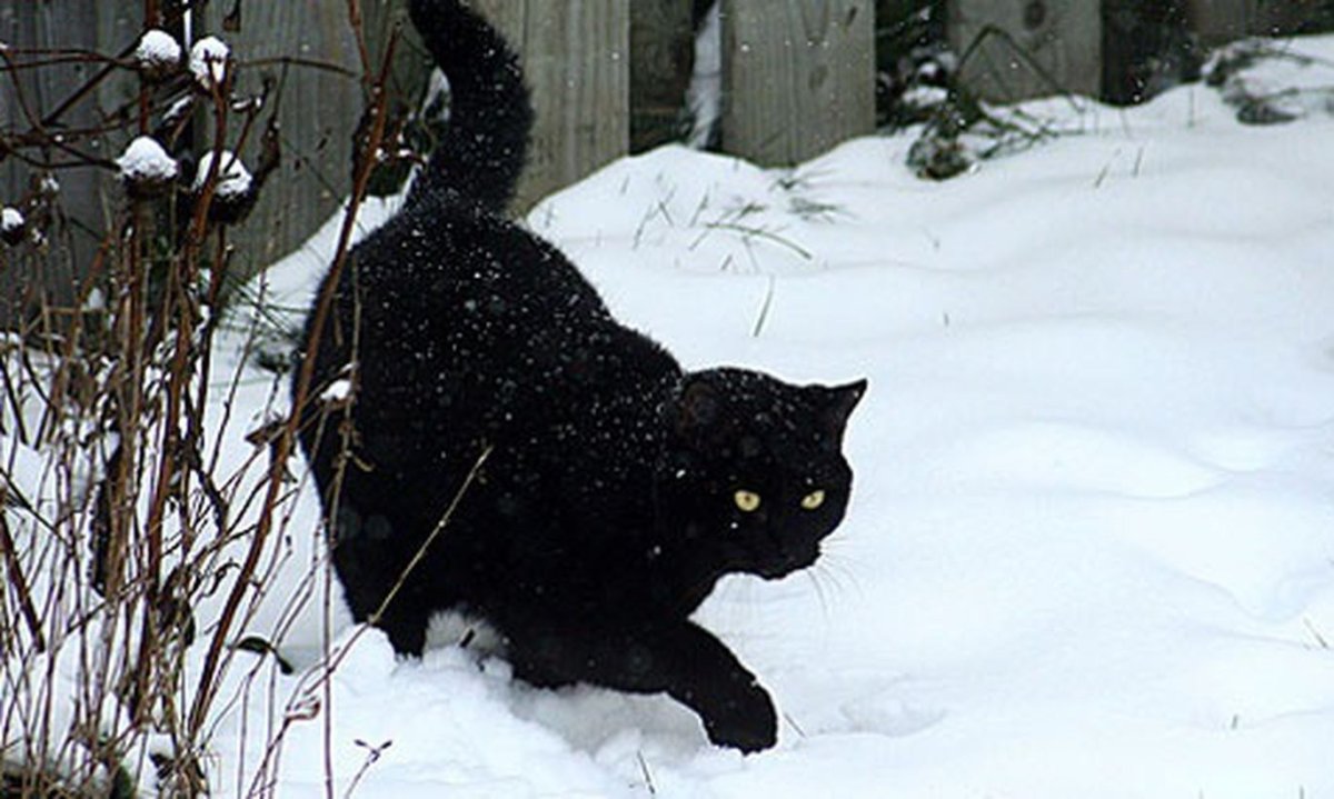 Черный кот за углом