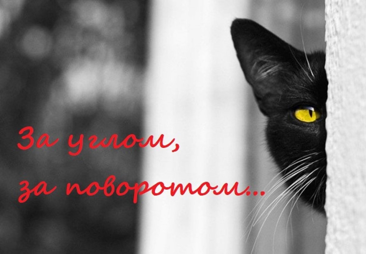 Кошка выглядывает