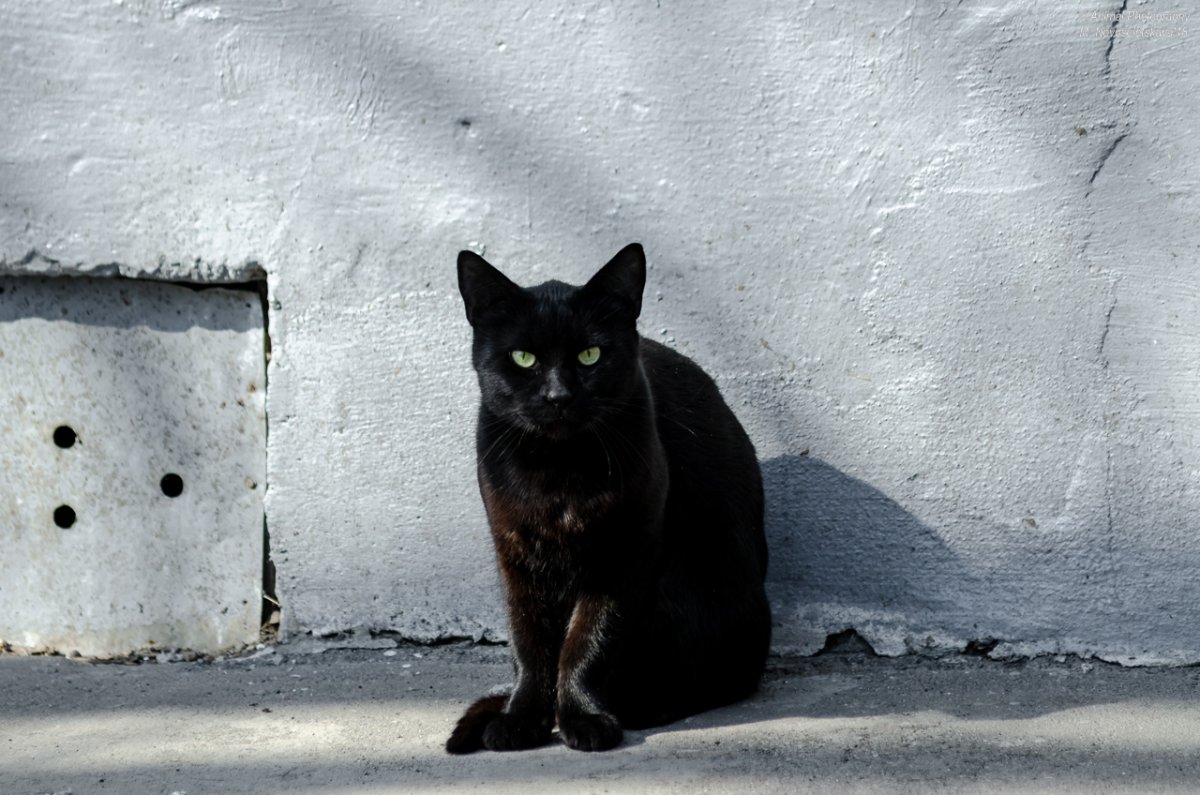 Черные коты