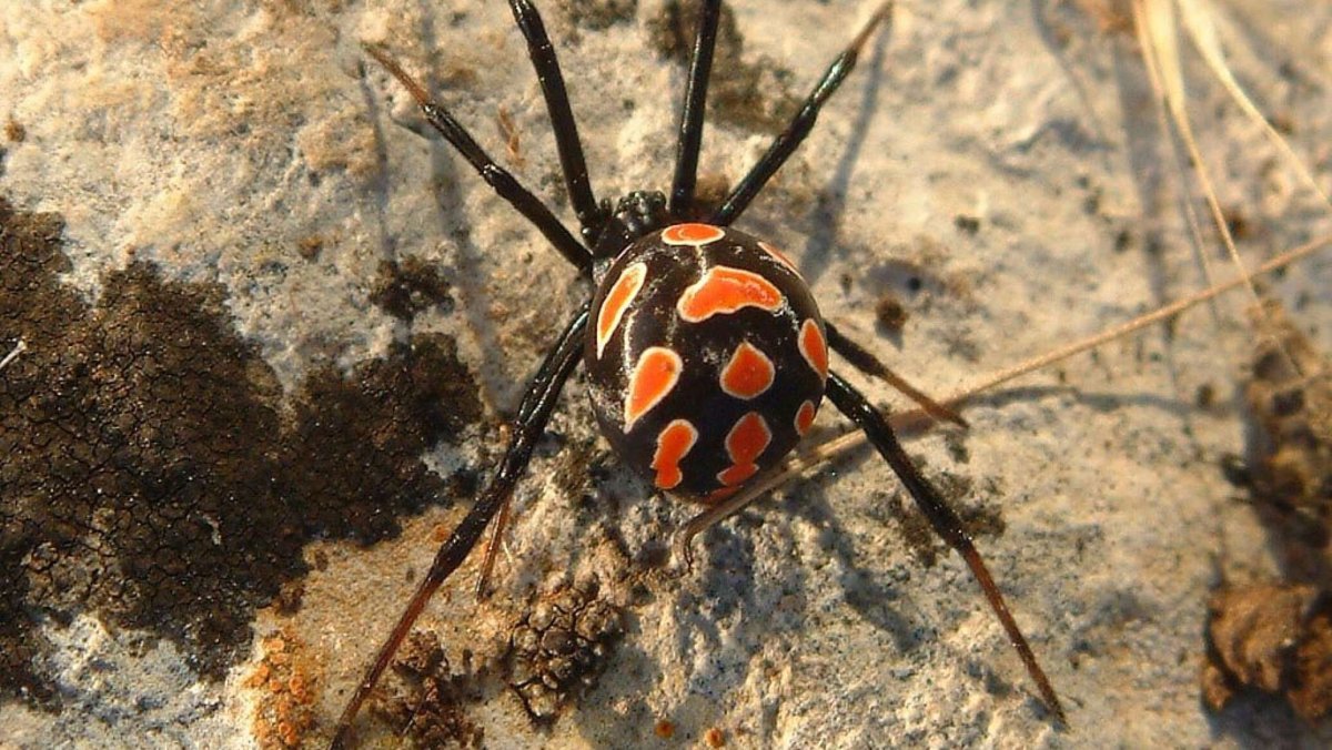 Красноспинный паук Австралия