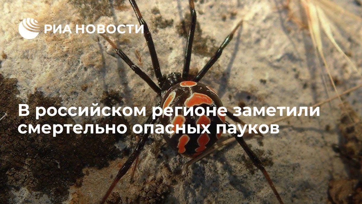 Желтый паук в Волгоградской области