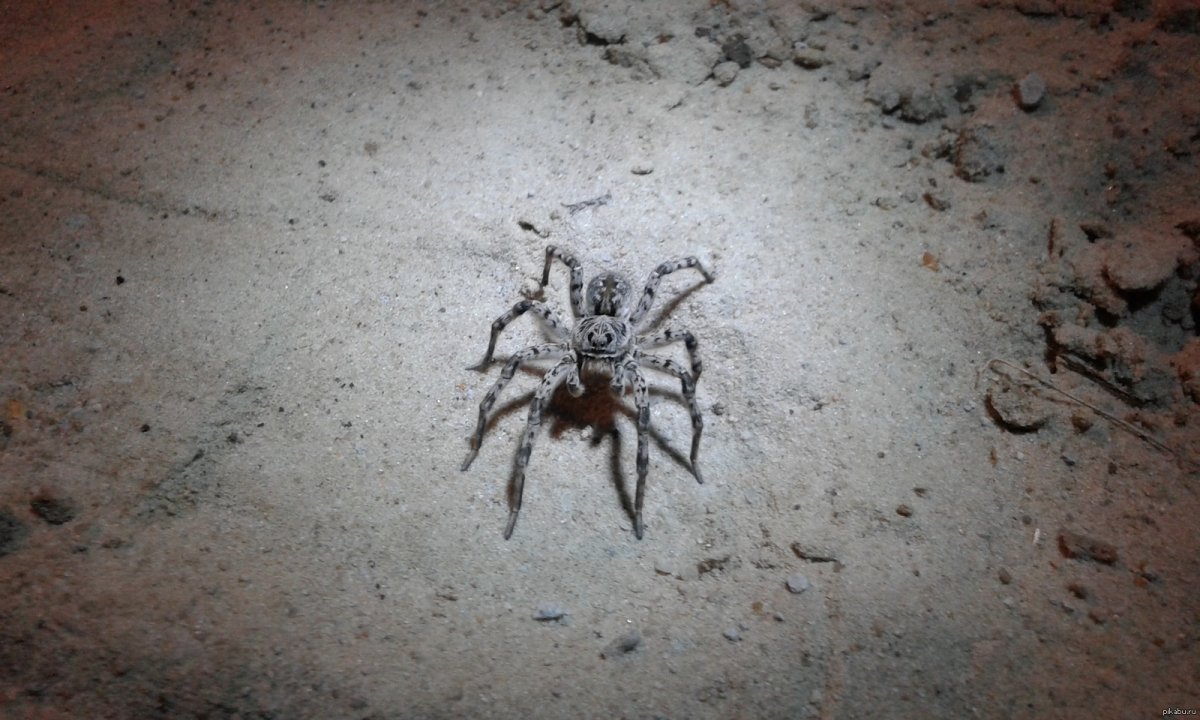 Araneus diadematus паук крестовик