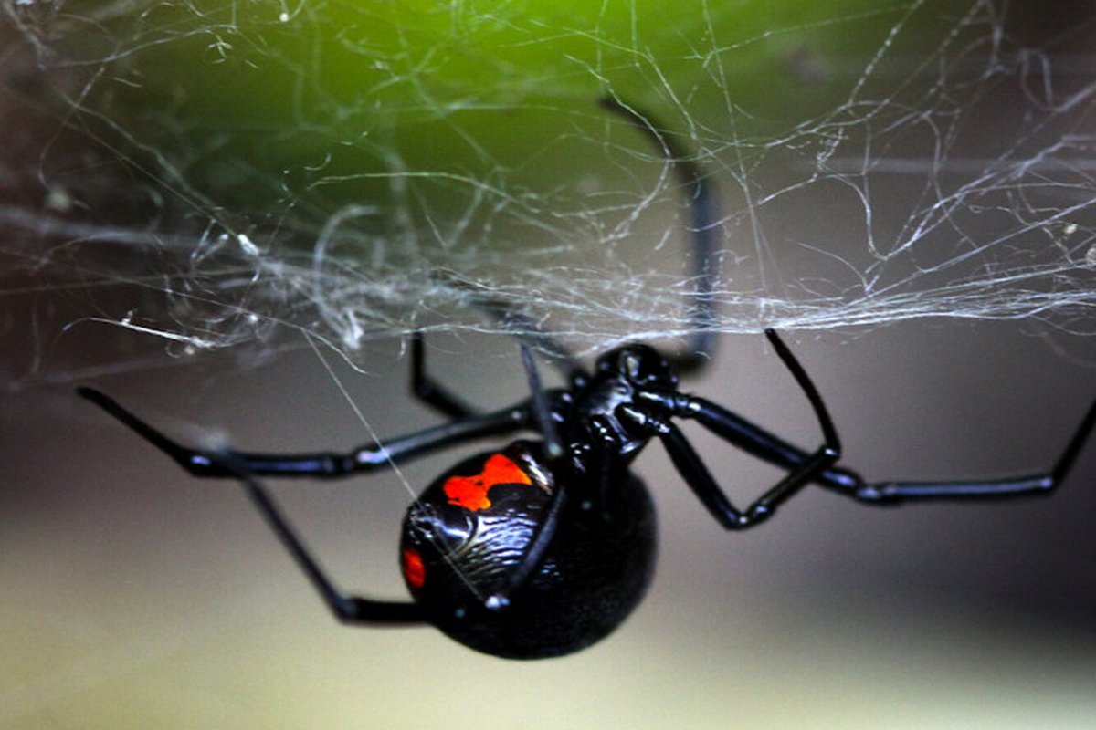 Сольпуга фаланга