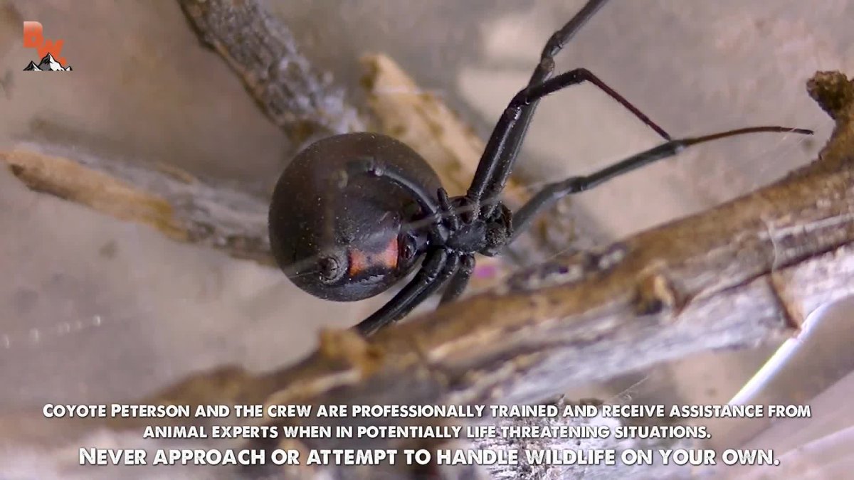 Южнорусский Тарантул гнездо