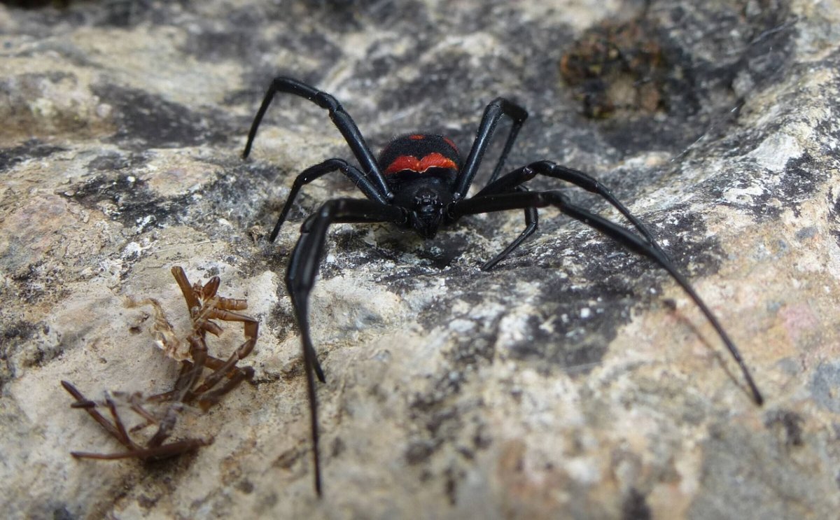 Каракурт (Latrodectus mactans)
