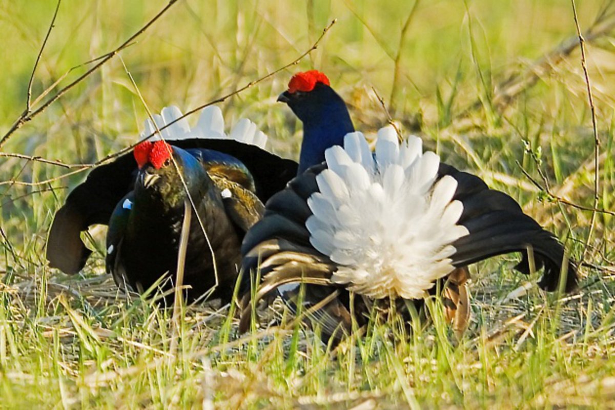 Кардинал птица самка