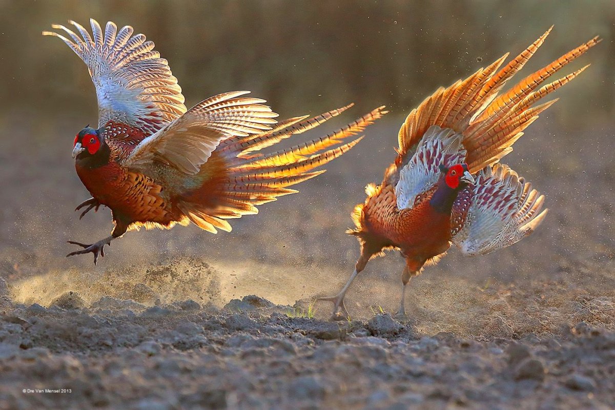 Золотой фазан битва