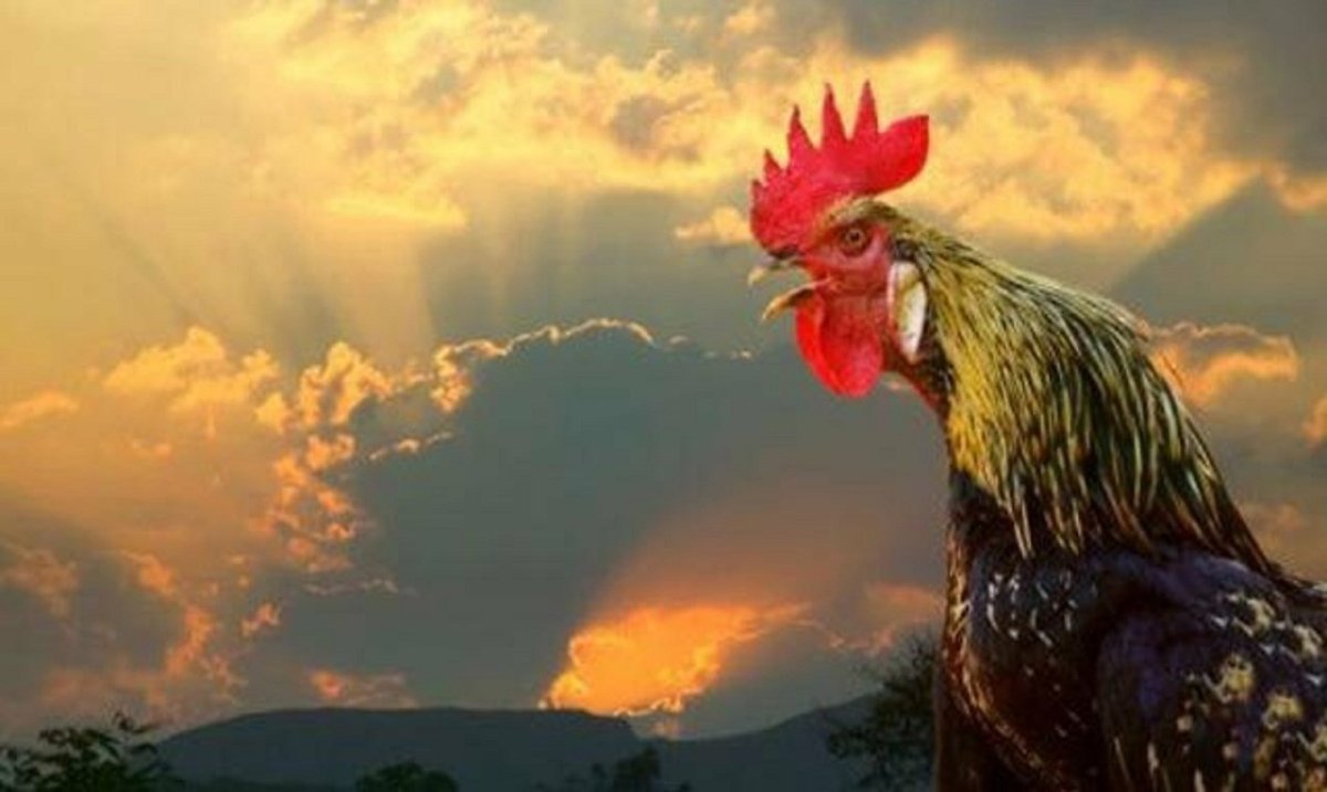 Кочет петух