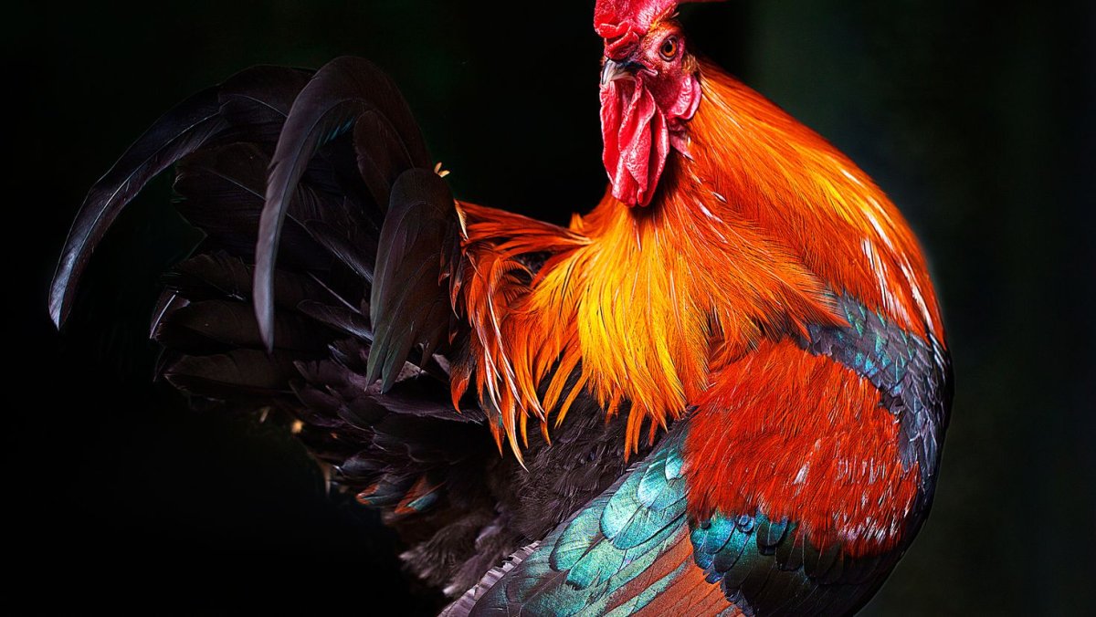 Перо петуха