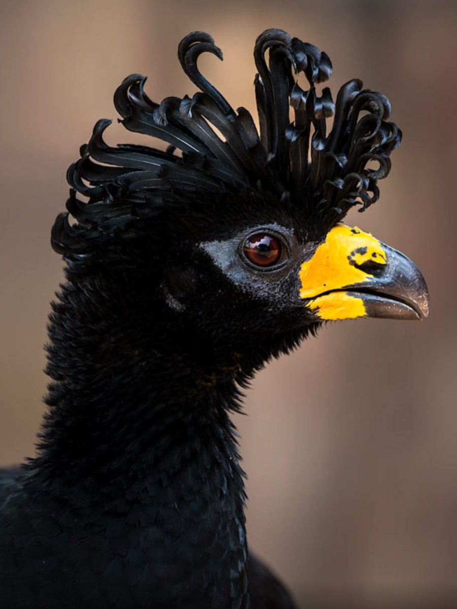 Гололицый Кракс