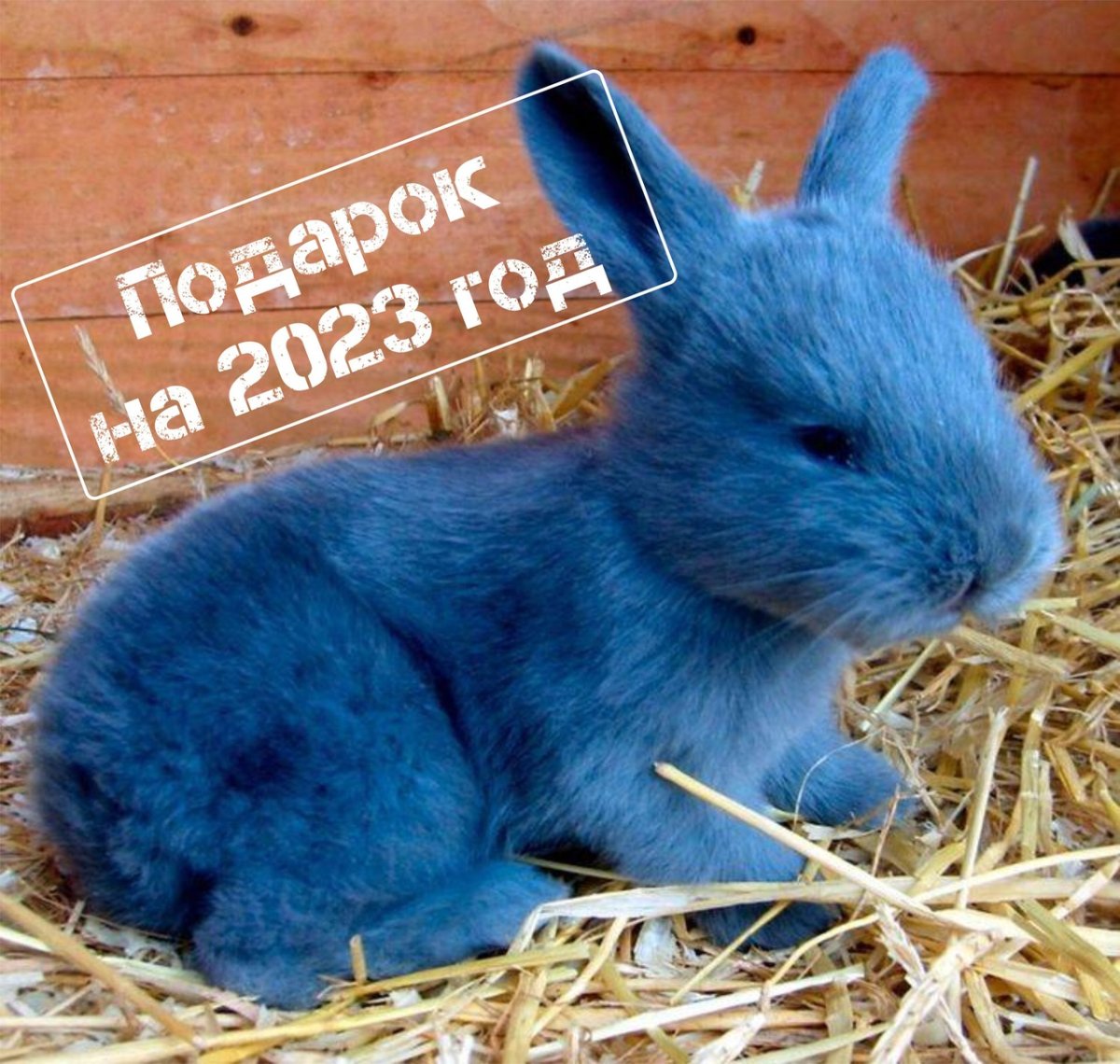 Крольчата Венский голубой