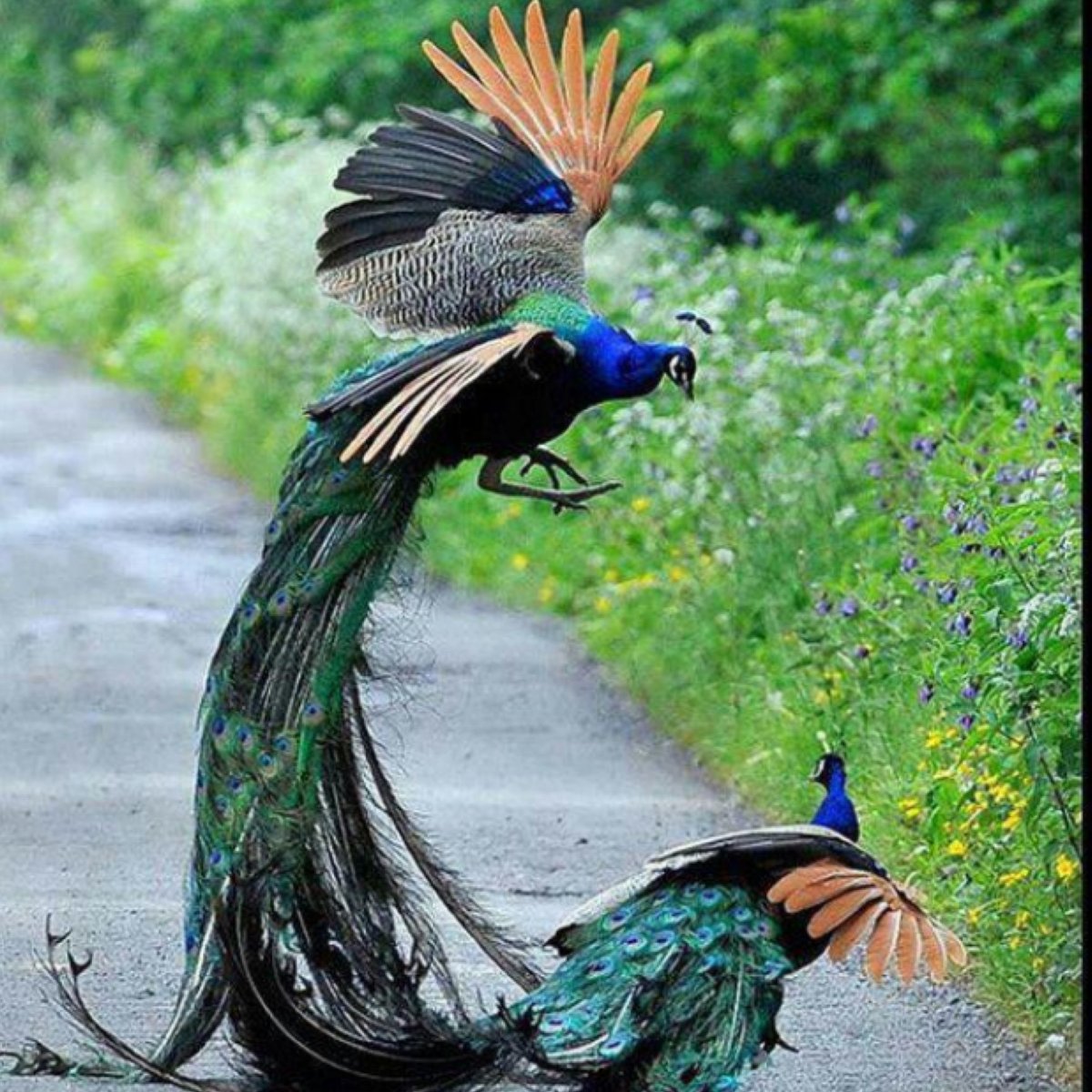 Удод символ Израиля