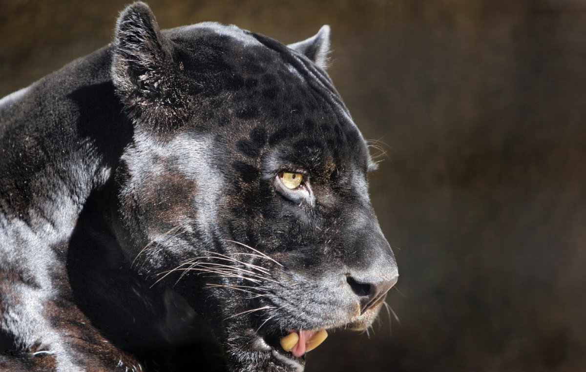 Пантера рычит в профиль