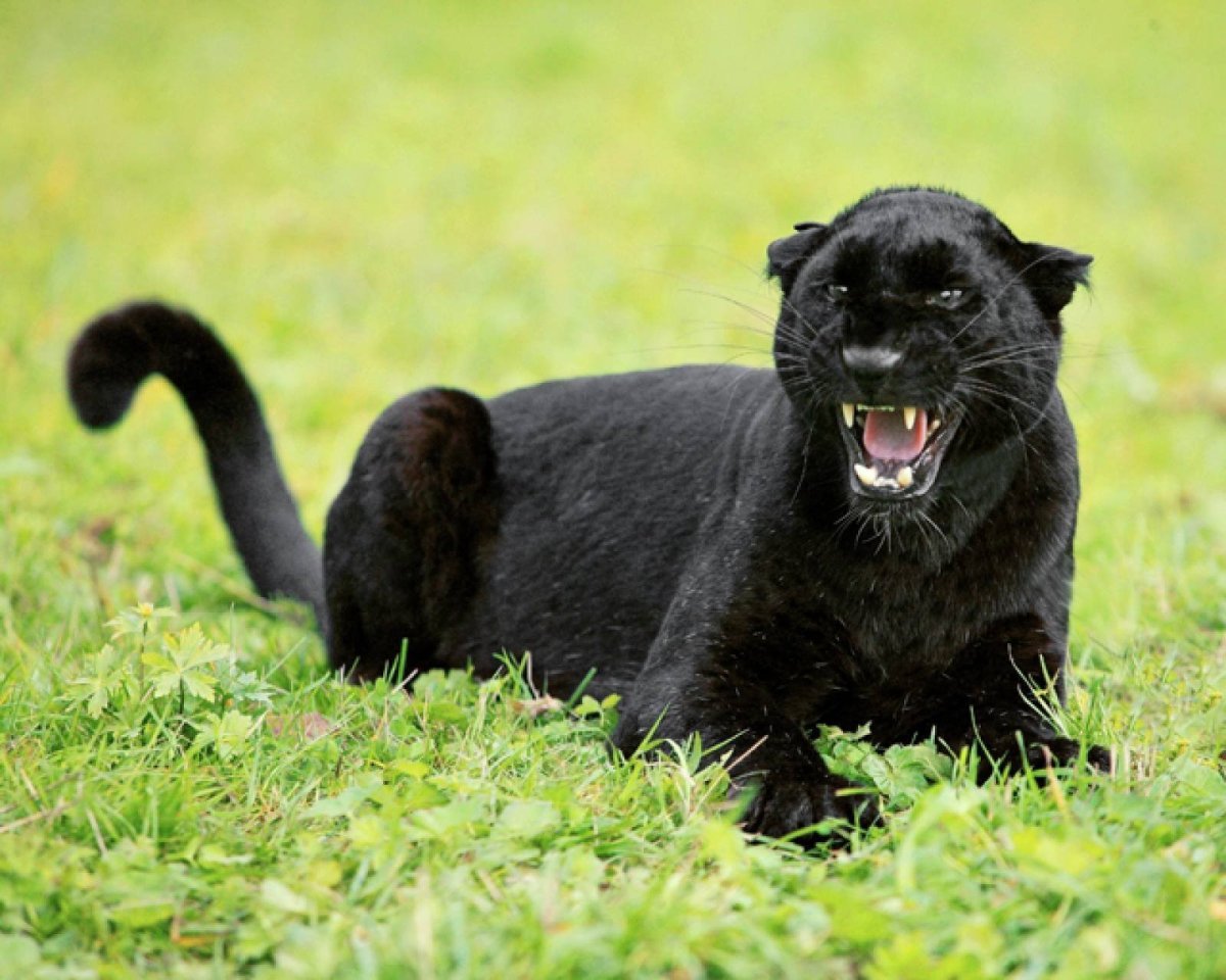 Пума Ягуар пантера