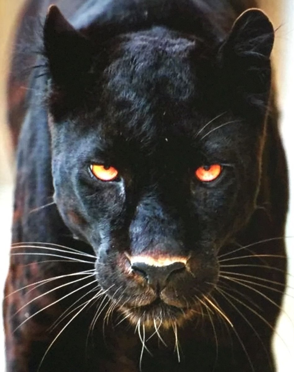 Черная Пума с красными глазами