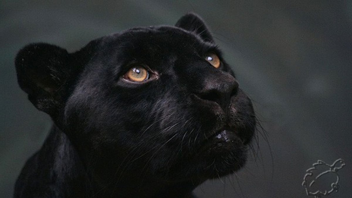 Пума черная