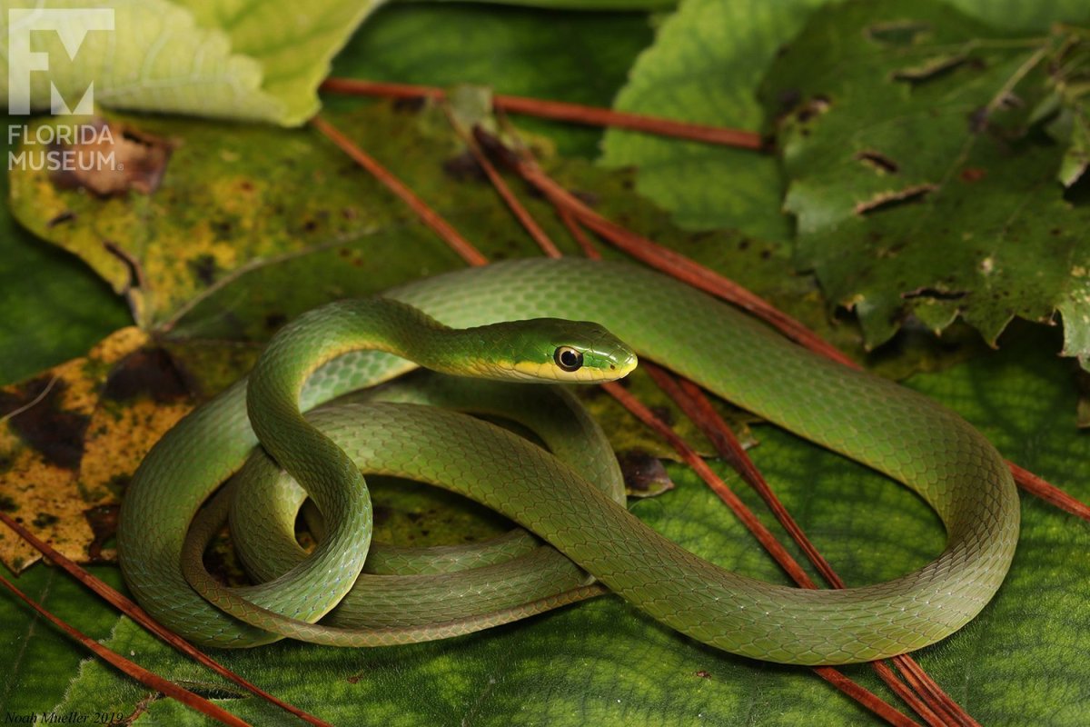 Зеленая змея на черном фоне