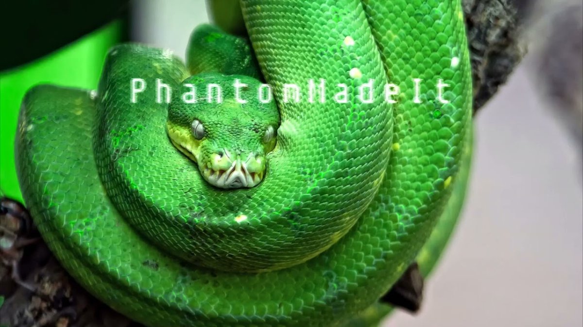 Зеленый цветзмеи в илесу