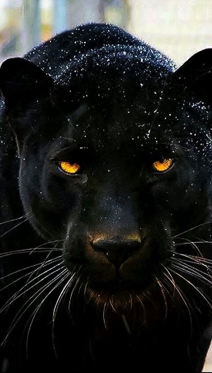 Сова и пантера