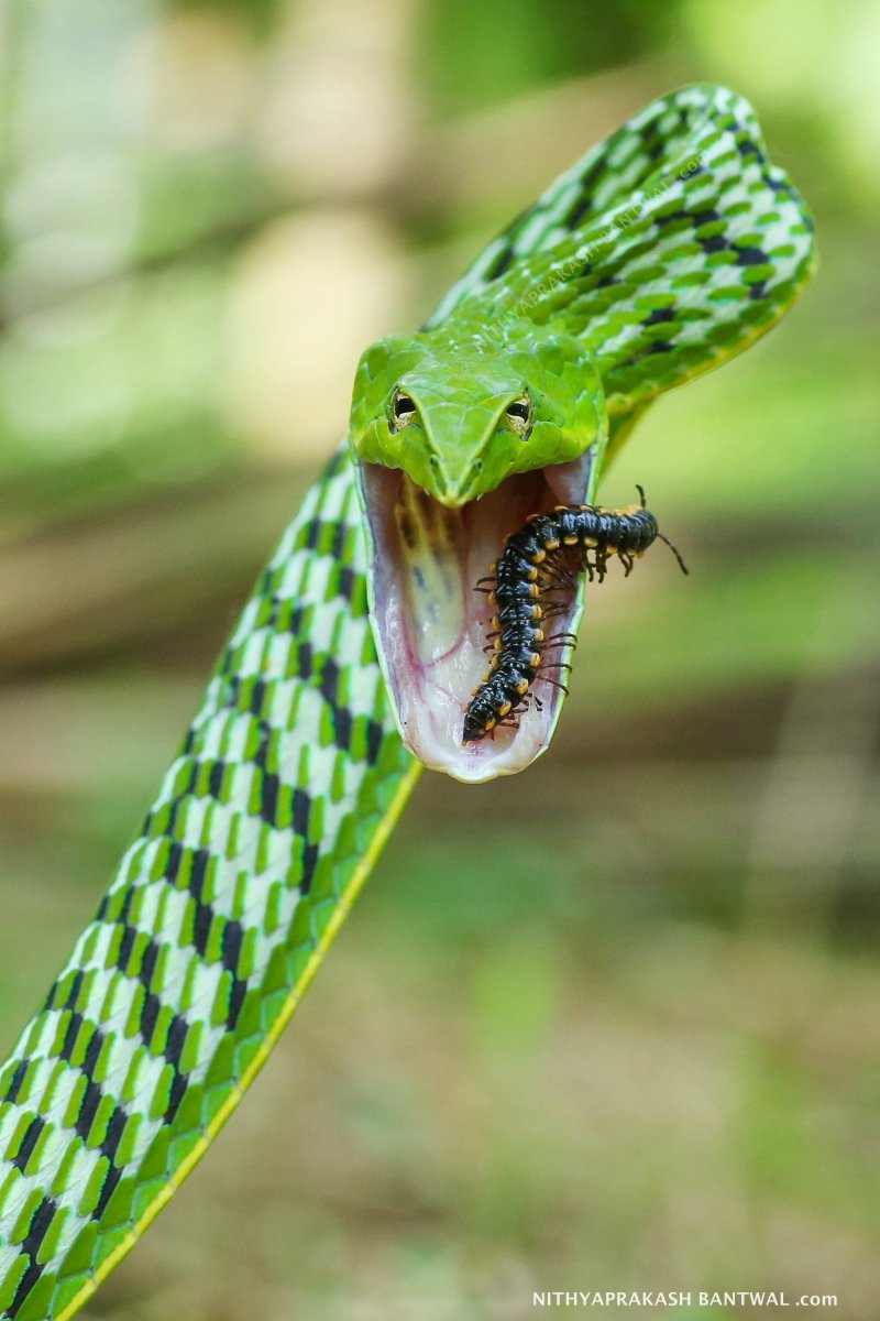 Змея длиннорылая плетевидка