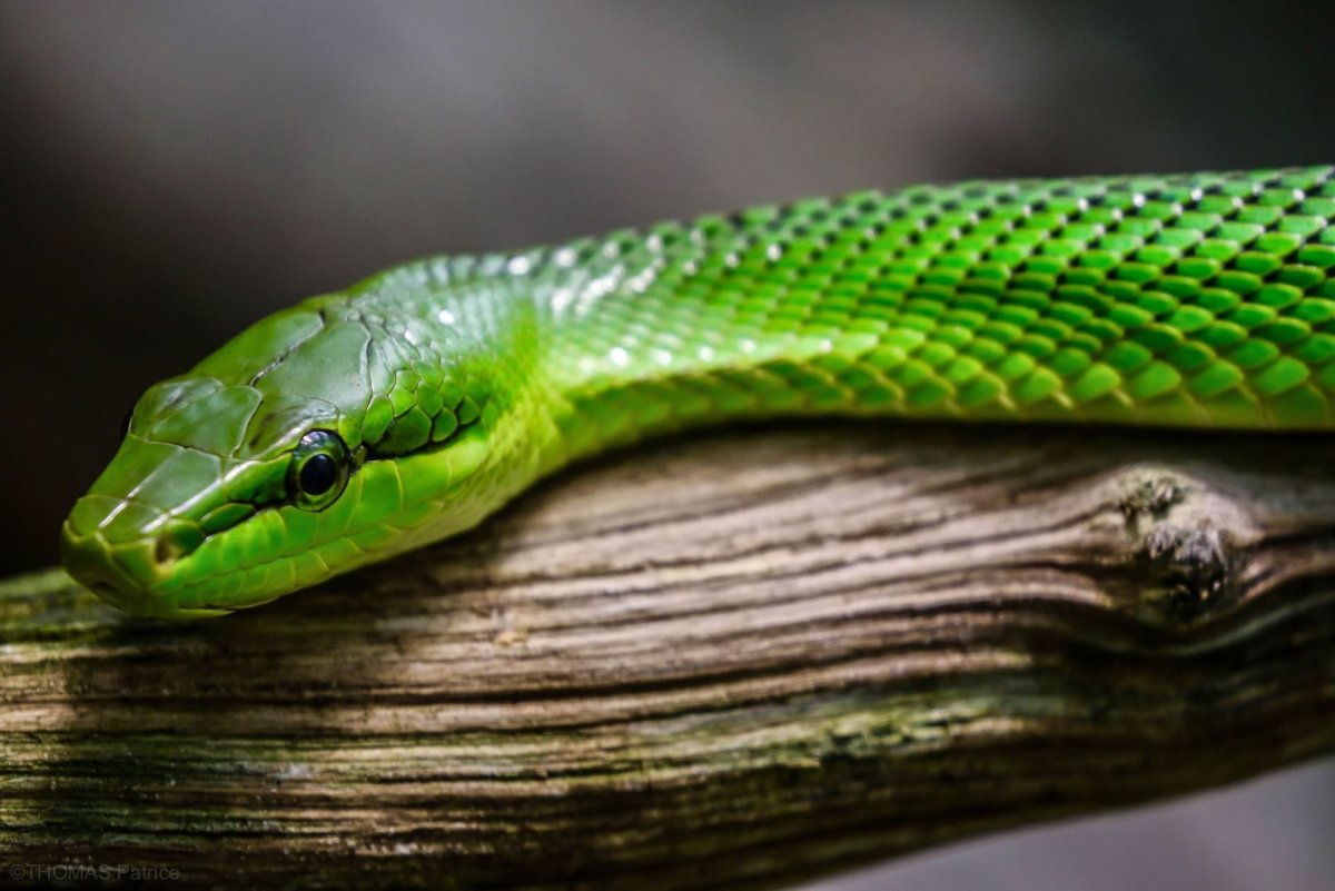 Голубая куфия змея