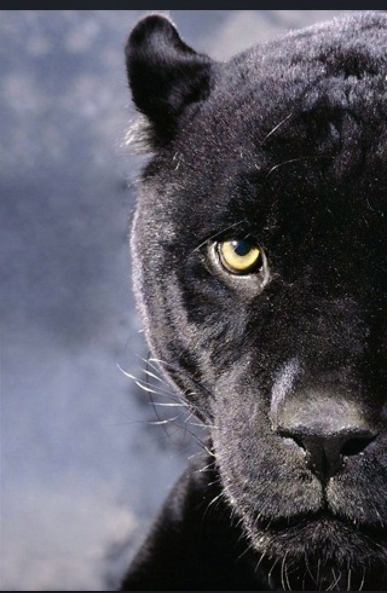 Черная пантера с зелеными глазами