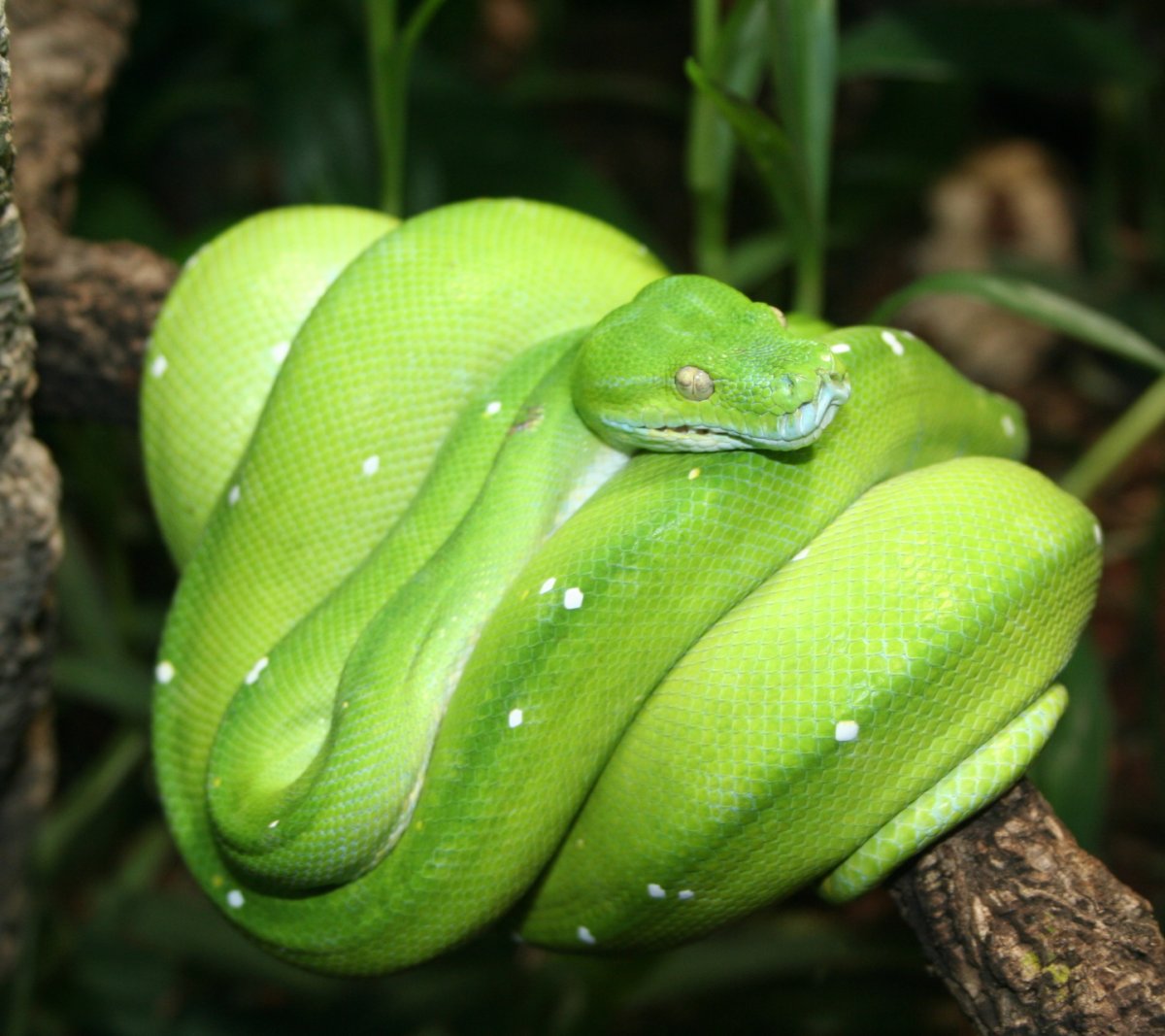 Змея зеленый лист
