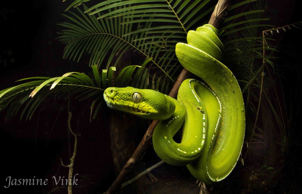 Trimeresurus macrops