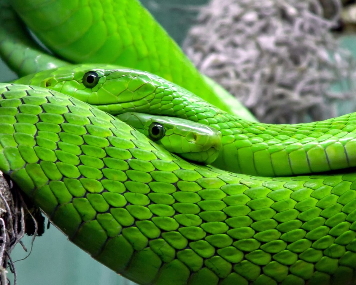 Изумрудная змея