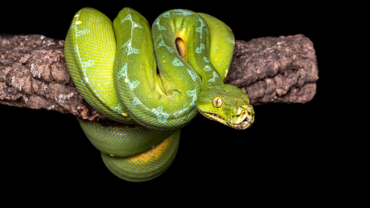 Бело голубой питон