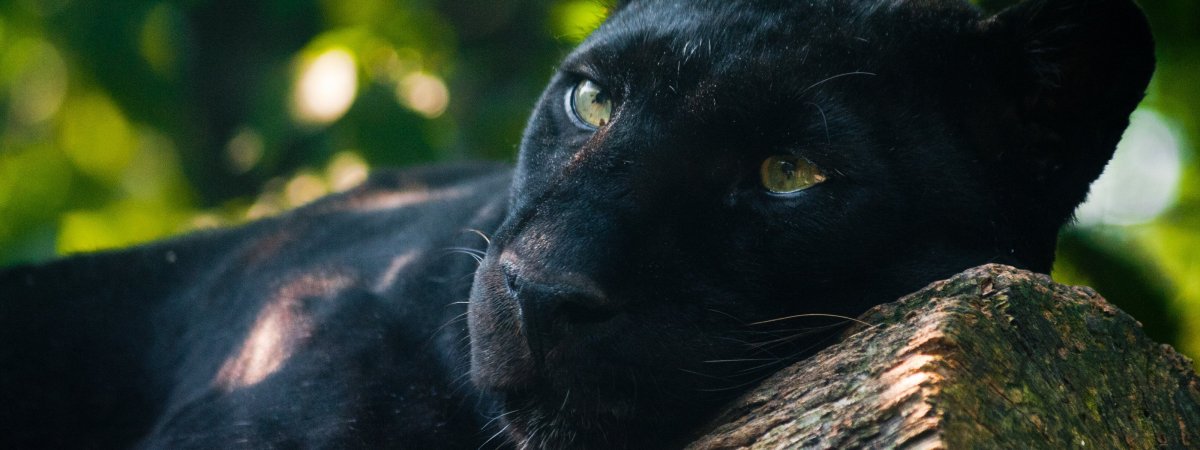 Черная пантера на рабочий стол