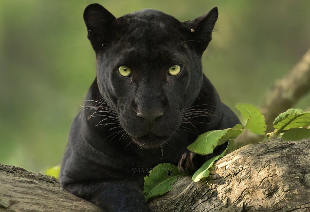 Пантера с желтыми глазами