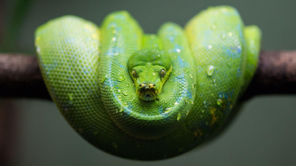 Змейка Коброчка