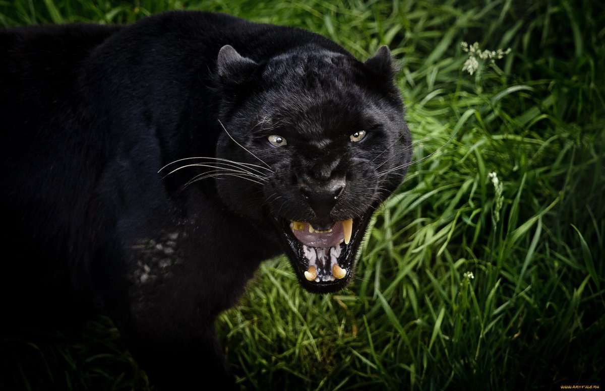 Пантера, оскал пантеры