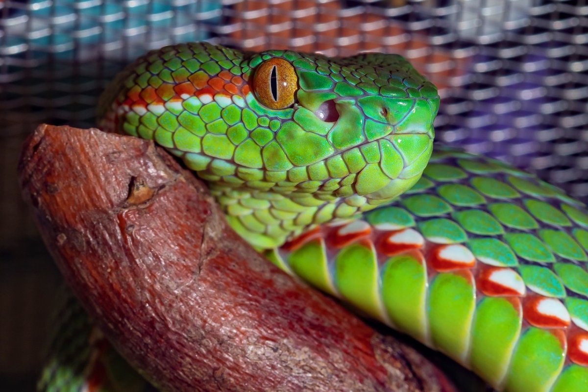 Trimeresurus insularis Green