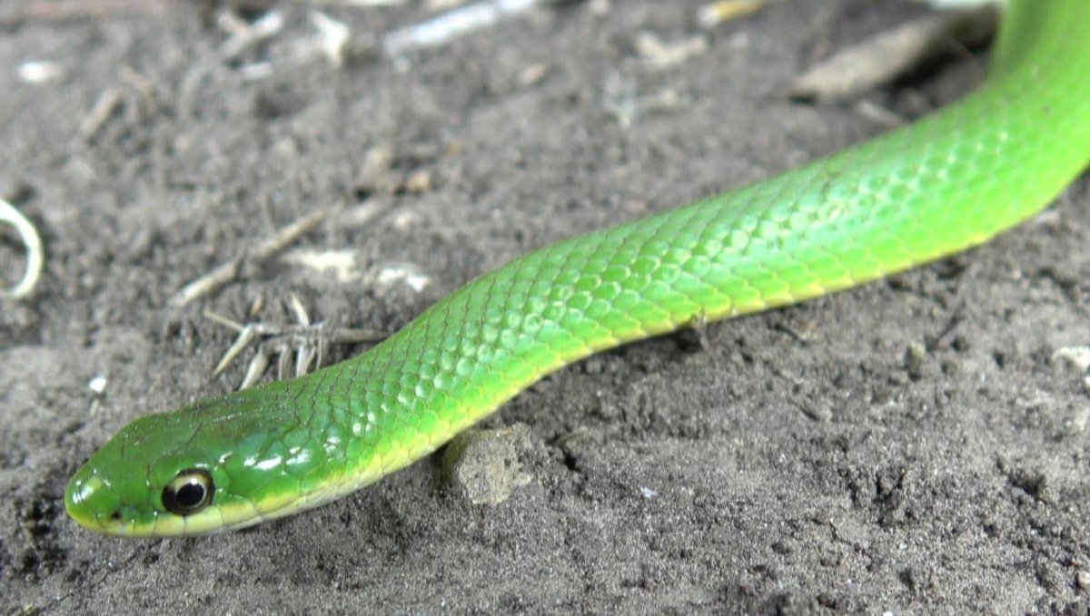 Животные зеленого цвета