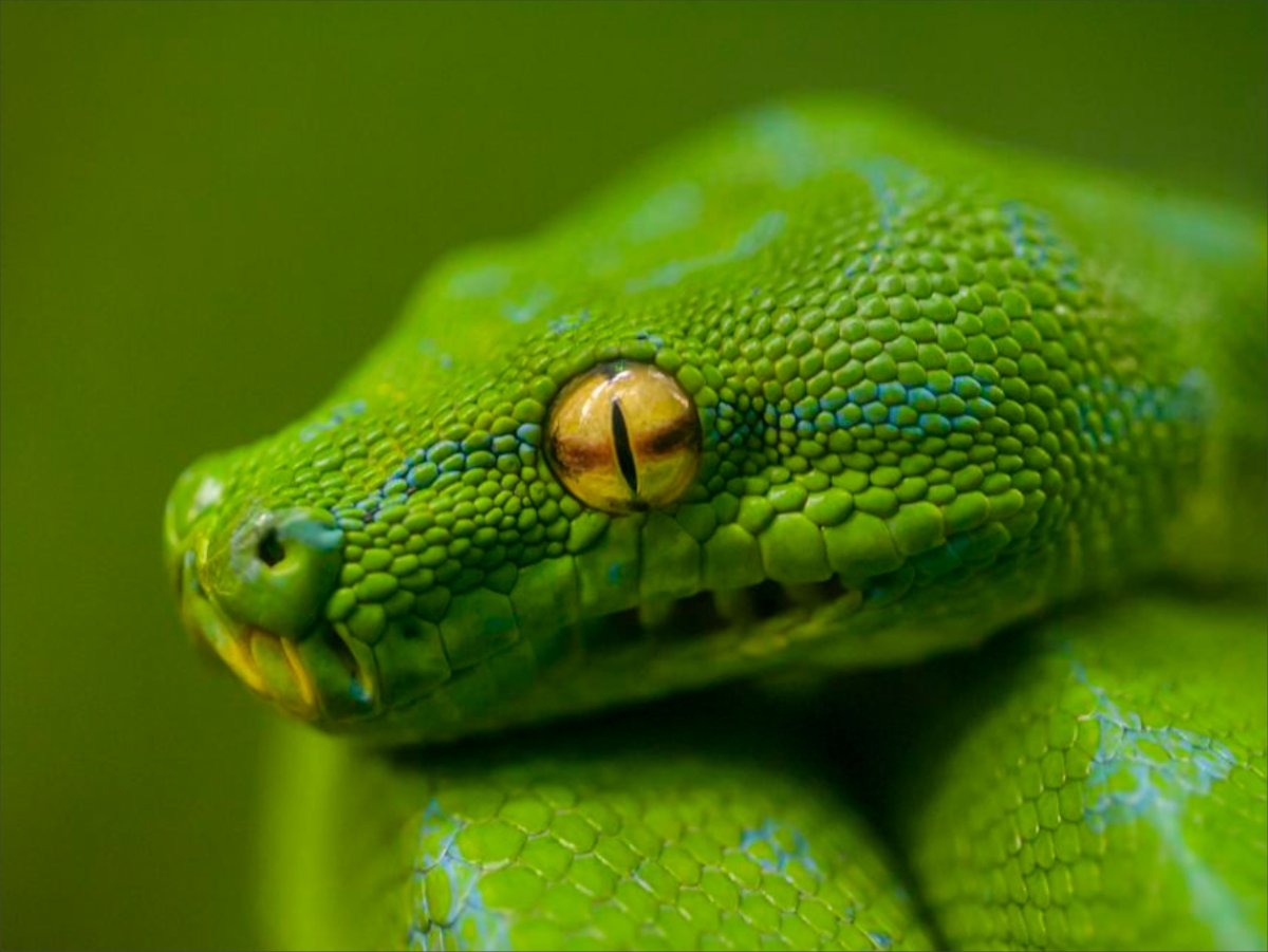 Зеленые змеи Башкирии