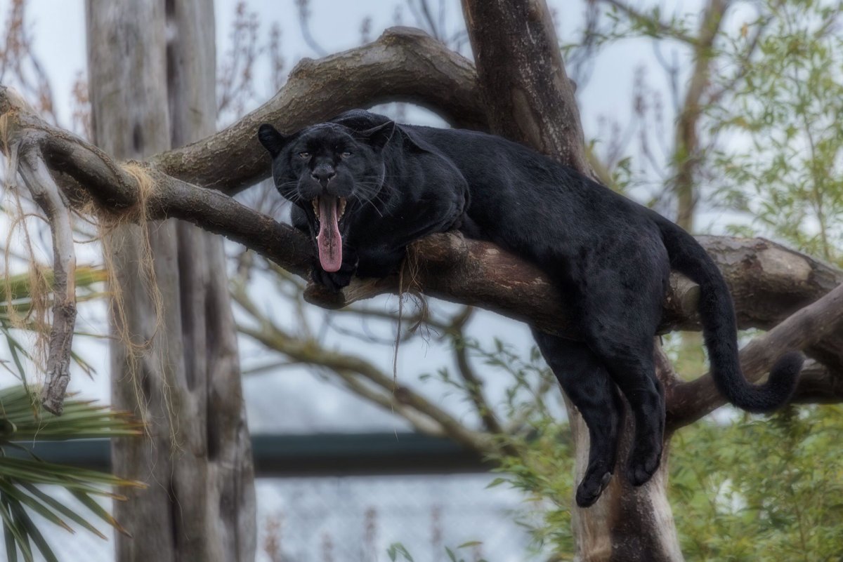 Смешная пантера