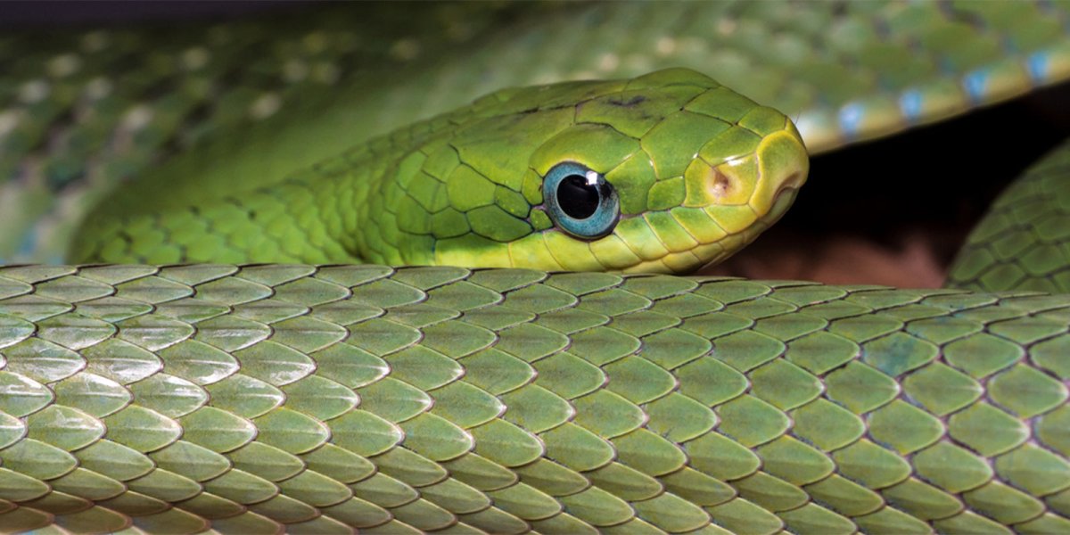 Зеленая змея в Нижегородской области