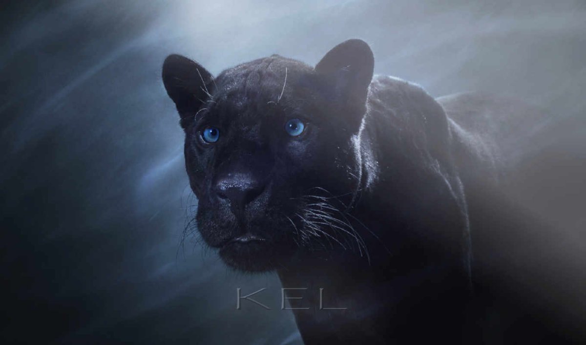 Черная пантера 4к