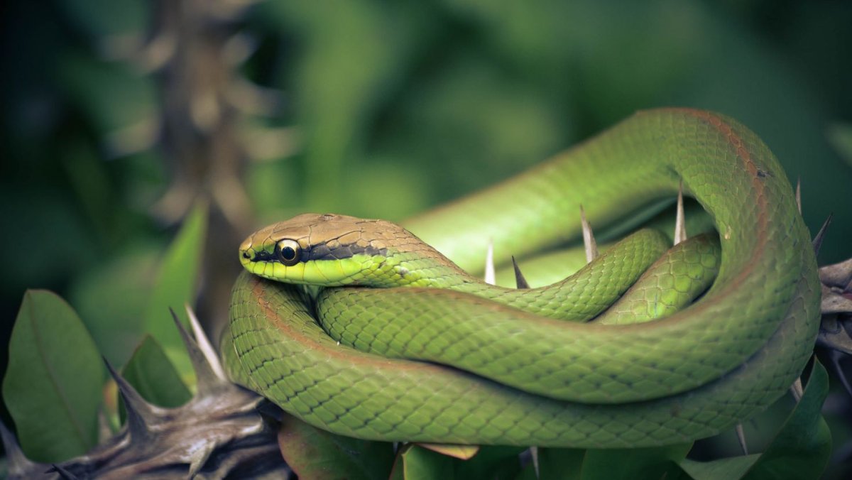 Зеленая ядовитая змея