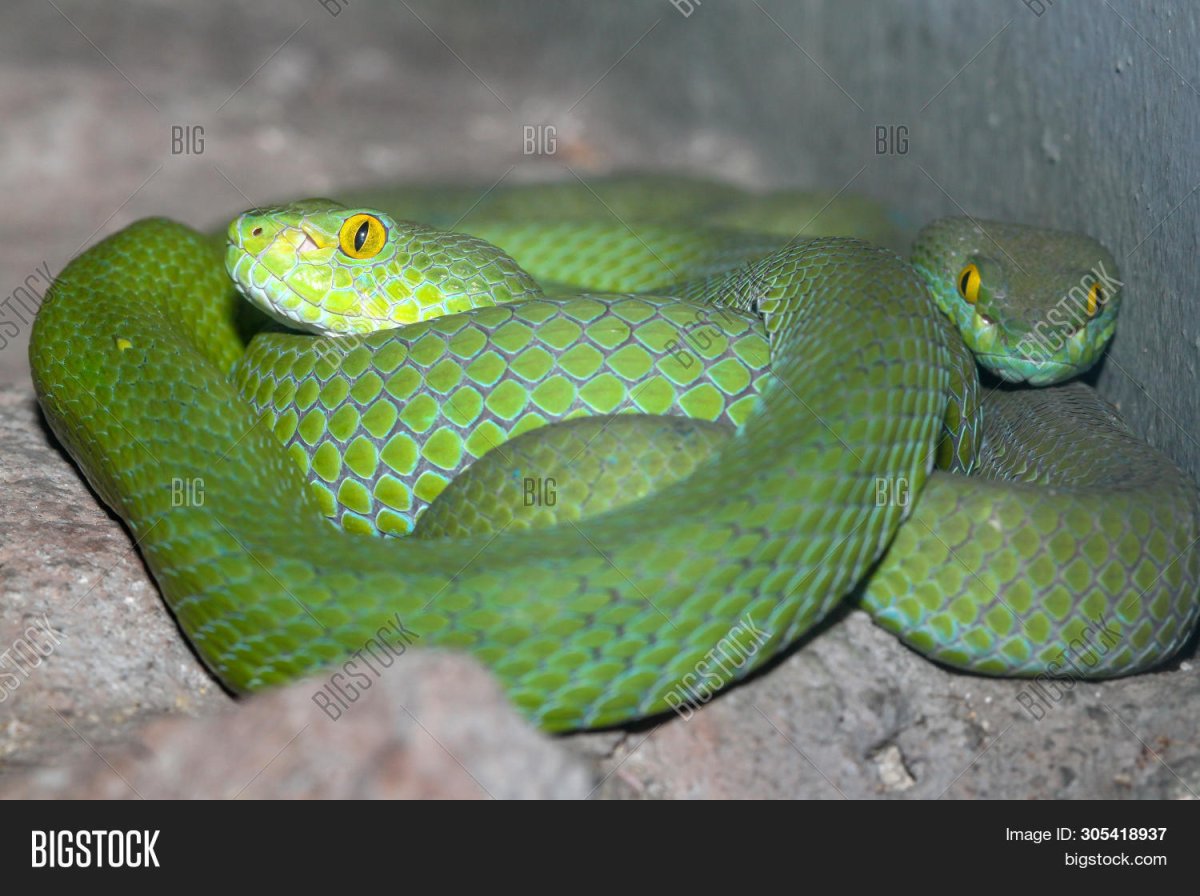 Красный и зеленый