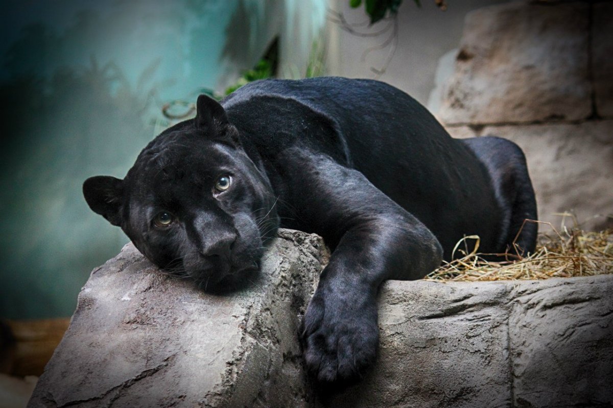 Пума Ягуар пантера