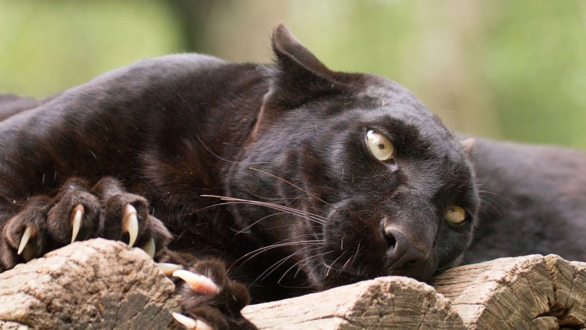 Пума Багира