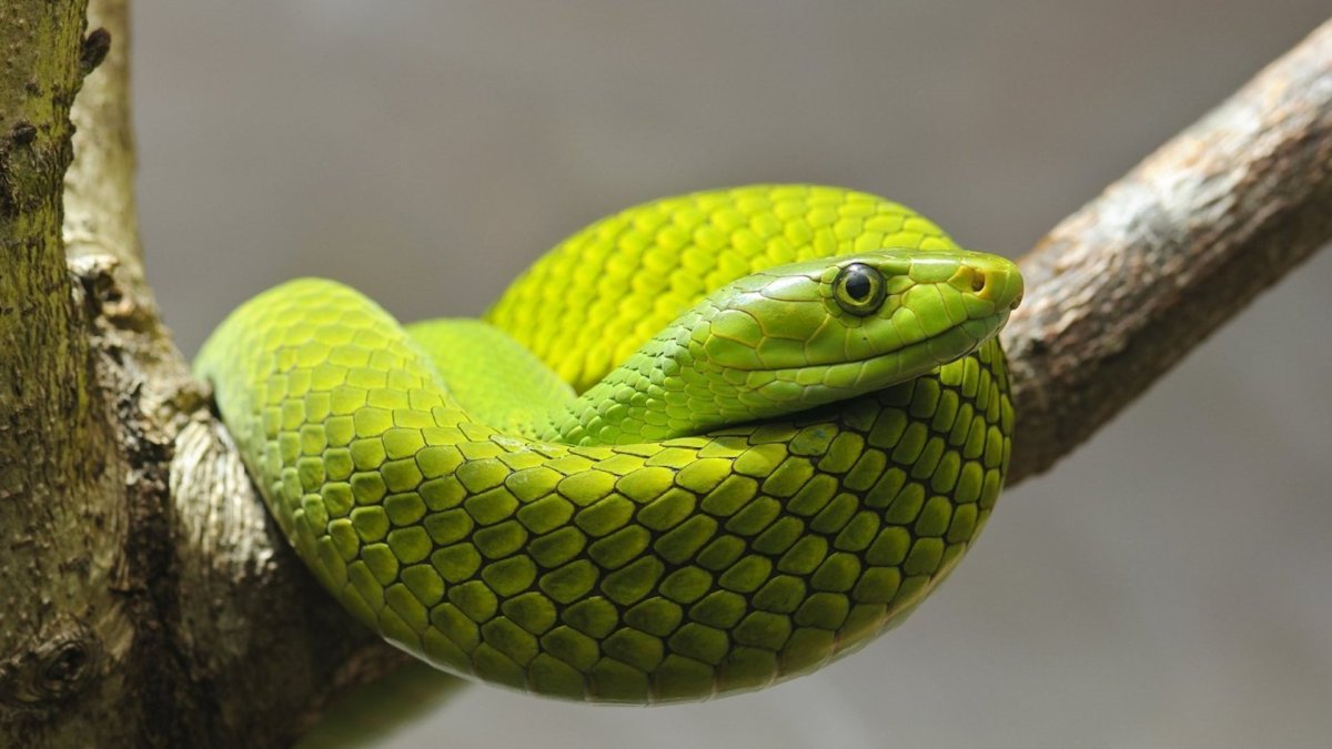 Зеленая мамба (Африканский изумрудный гигант)