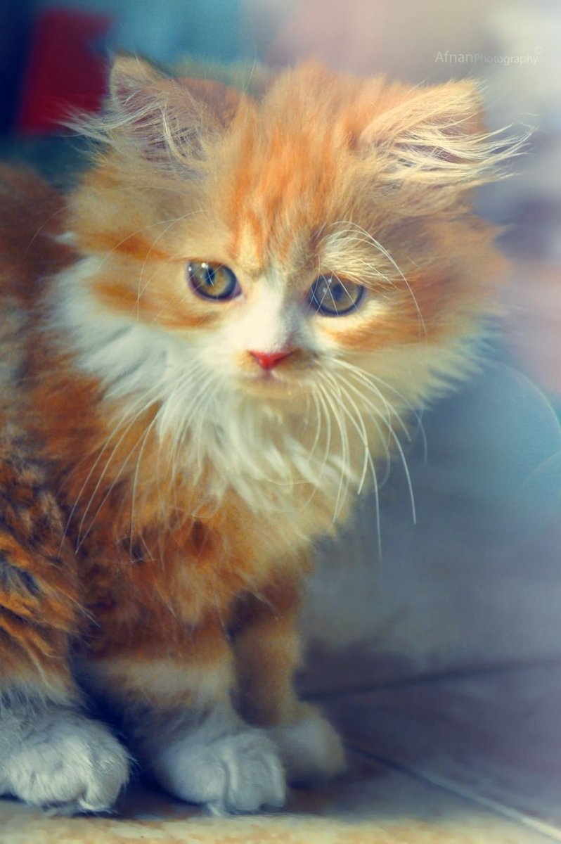 Рыжий котик