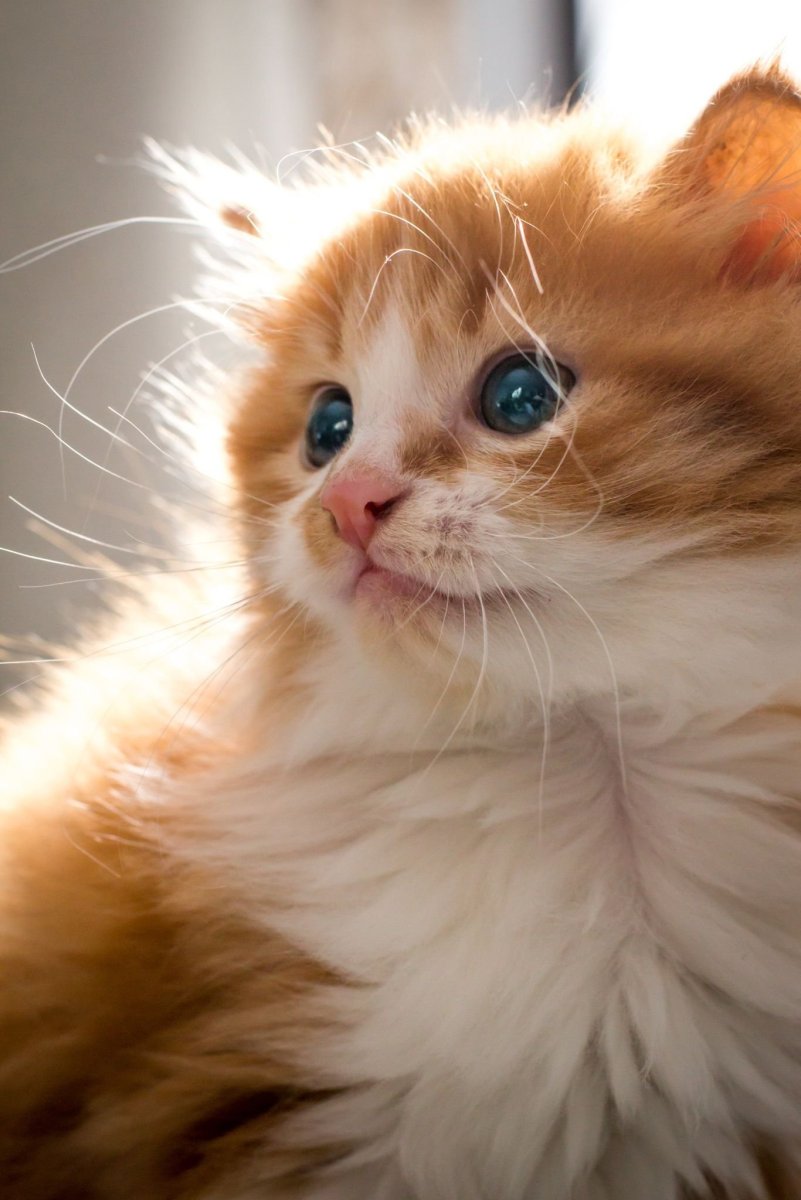 Американский кёрл котенок рыжий