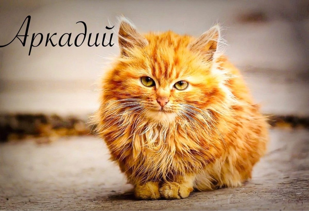 Кот пушистый рыжий