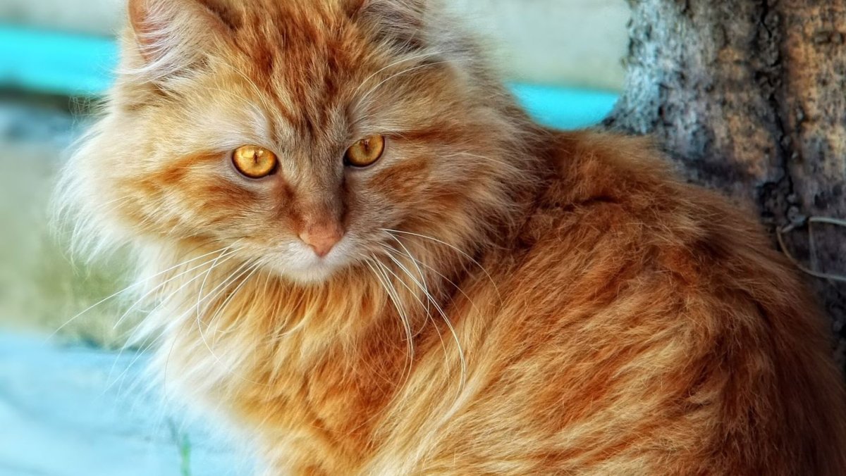 Охос азулес рыжий