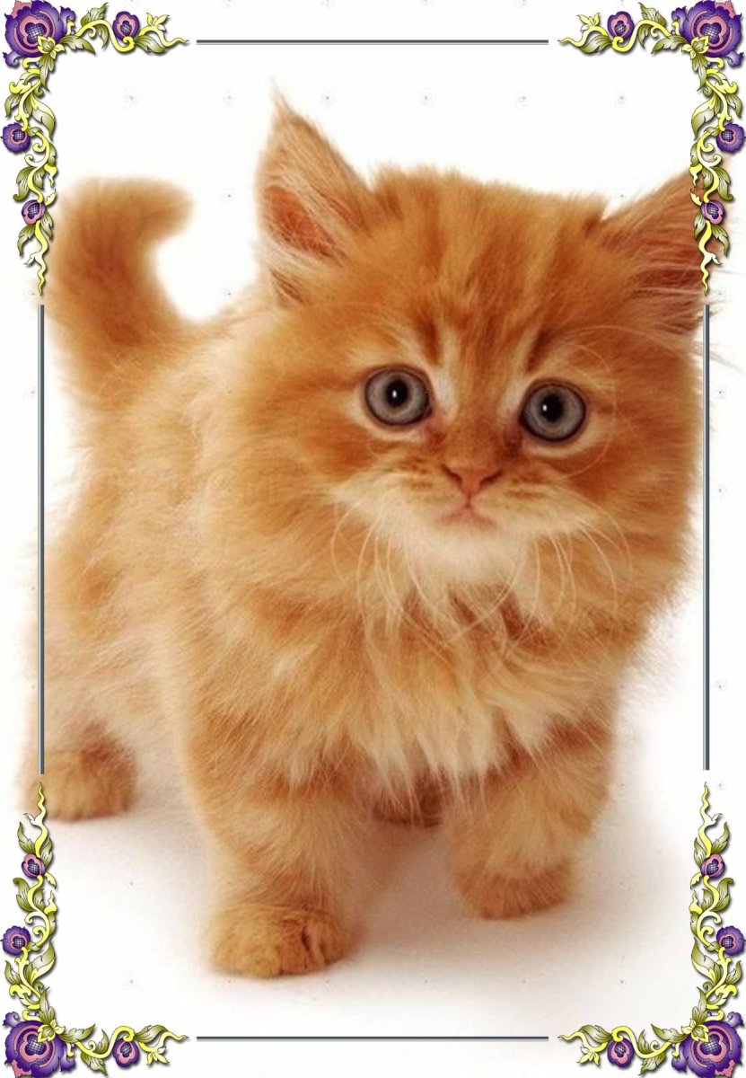 Котенок Рыжик